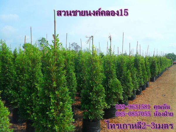 สวนชายนงค์ องครักษ์,Chainong Ongkharuk