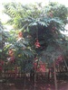 สวนมด(M-MOT GARDEN)