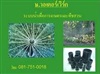 ษ.วอเตอร์เวิร์ค