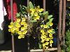 ศรีทอง_Orchid