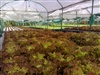 G.R.S. Hydro Farm (จี อาร์ เอส ไฮโดร ฟาร์ม )