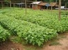 pratchaya