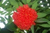 สวนชัยวัฒน์
