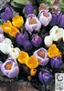 คลิกเพื่อดูสินค้า