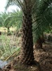 คลิกเพื่อดูสินค้า