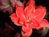 คลิกเพื่อดูสินค้า