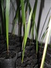 คลิกเพื่อดูสินค้า