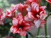 คลิกเพื่อดูสินค้า