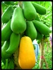 คลิกเพื่อดูสินค้า