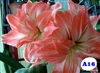 คลิกเพื่อดูสินค้า