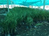 คลิกเพื่อดูสินค้า