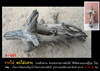คลิกเพื่อดูสินค้า