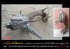 คลิกเพื่อดูสินค้า