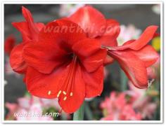 คลิกเพื่อดูสินค้า