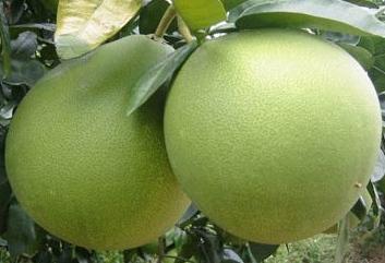 ส้มโอขาวใหญ่ แม่กลอง,ส้มโอขาวใหญ่,ส้มโอ