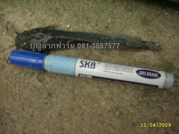 พันธุ์ปลาดุกบิ๊กอุย,พันธุ์ปลาน้ำจืด ปลาดุก ปลานิล ปลาทับทิม ปลาสวาย ลูกปลา พันธุ์ปลา บุญลาภฟาร์ม,ปลาน้ำจืด