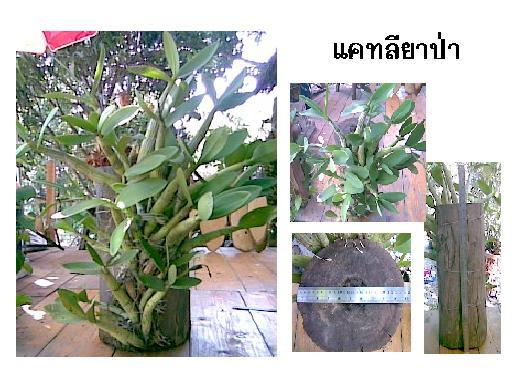 แคทลียาป่า,กล้วยไม้,Cattleya,กล้วยไม้
