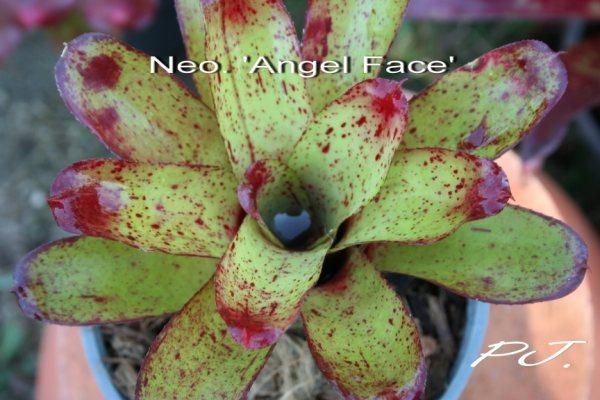 Neo.Angel Face,สัปปะรดสีราคาถูก,สับปะรดสี