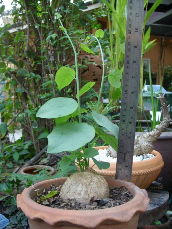 บอระเพ็ดพุงช้าง,บอระเพ็ดพุงช้าง,Stephania pierrel,กลิ้งกลางดง,หัวสันโดษ,สบู่เลือด,สบู่เครือ,บอระเพ็ด