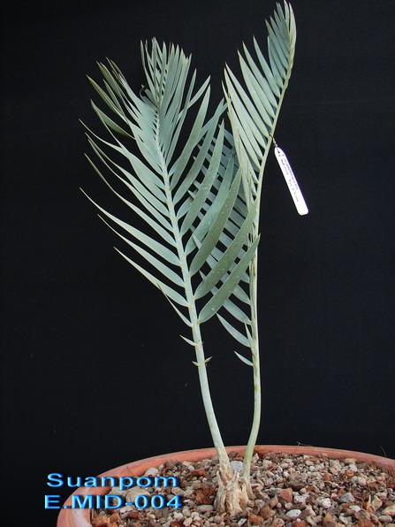 Encephalartos middelburgensis,Encephalartos - cycads,ปรง 