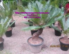 ปรงแก้ว Cycas siamensis Miq 