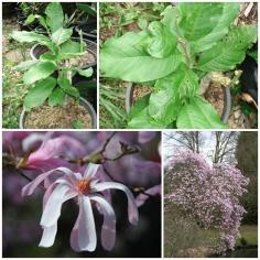 Magnolia loebneri &quot;Leonard Messel&quot;