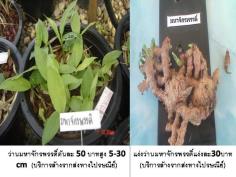 ว่านมหาจักรพรรดิ์ (บริการส่งทางไปรษณ