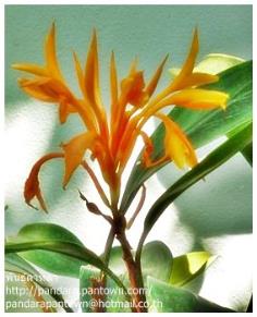 Golden Brush ginger