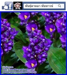 ขิงม่วง