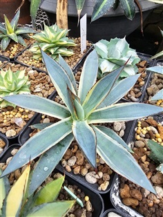 ขายอากาเว่ด่างขอบ "Agave burnt burgundy marginata"