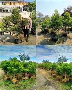(1ต้น) สูง 180-200cm ต้นล่ำซำ / Natthaphong
