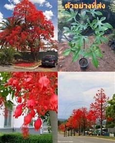 ต้น เพลิงภาณุ Illawarra flame tree เพลิงภานุ