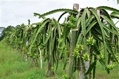 กิ่งพันธุ์ แก้วมังกร สีแดง red dragon fruit  ตัดสด