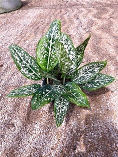 อโกลนีมา มรดกโลก Aglaonema World of heritage 