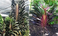 หมากผู้หมากเมีย    Cordyline fruticosa  “New guine