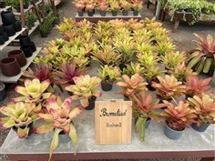 สับปะรดสี (ฺbromeliad)