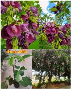 คลิทอเรีย อัญชันต้น ดอกช่อม่วง CLITORIA FAIRCHILDI