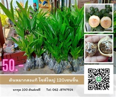 ต้นใหญ่หมากสงแท้ สูง 120 เซนต้นละ50บาท100ต้นส่งฟรี