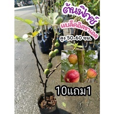 ต้นมะเดื่อฝรั่งพันธุ์แบล็คอิสราเอล สูง 60 cm