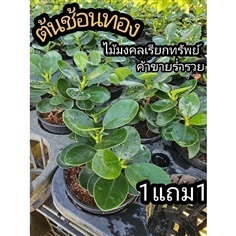 ต้นช้อนเงินช้อนทอง