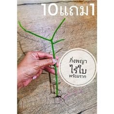 พญาไร้ใบ 10 กิ่ง