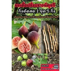 กิ่งมะเดื่อฝรั่งตัดสด บราวน์ตุรกี ต้นฟิกซ์ 5 กิ่ง