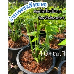 ต้นว่านเพชรสังฆาต