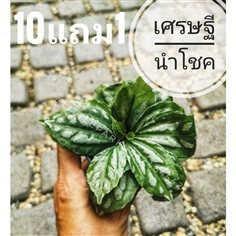 ต้นเศรษฐีนำโชค