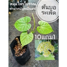 ต้นบอระเพ็ด