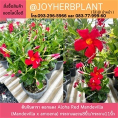 ต้นจันดารา ดอกแดง Aloha Red Mandevilla ขายปลีก-ส่ง