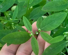 Euphorbia graminea Jacq. หญ้ายางนงนุช