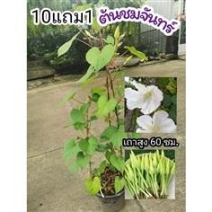 ต้นชมจันทร์