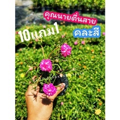 ต้นแพรเซี่ยงไฮ้