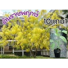 ราชพฤกษ์ สูง 45-70 ซม.